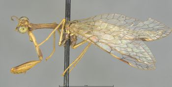 Media type: image;   Entomology 10761 Aspect: habitus lateral view
